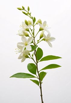 Premium Photo | Green organic jasmine flower on white background Syrian Jasmine Flower, Dian Masalanta, Jasmine Flower Art, Star Jasmine Flower, Jasmine Flower Drawing, Jasmine Painting, Jasmine Pictures, White Background Flower, Jasmine Aesthetic