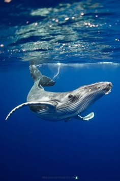 a humpback whale swimming in the ocean