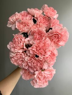 pink carnations being held up in the air