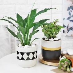 two potted plants sitting on top of a white table