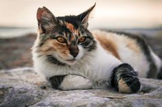 a calico cat laying on top of a rock