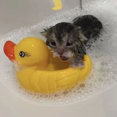 a small kitten sitting on top of a yellow rubber ducky toy in a bathtub