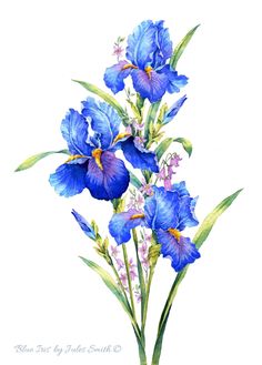 This beautiful 'Blue Iris' watercolour, flower art print  is individually printed from my original watercolour painting. Hand finished with my signature and numbered, this Limited Edition Print is accompanied by an illustrated, descriptive card to guarantee its authenticity. Print Quality :- Printed on professional archival quality, 100% cotton, acid free, 300gsm  fine art paper using archival inks. The paper has a delicate texture,  giving the print the appearance of an original piece of waterc Iris Drawing, Watercolor Flower Prints, Watercolour Flower, Iris Painting, Painting Nature, Blue Iris, Truro, Watercolor Flower Art