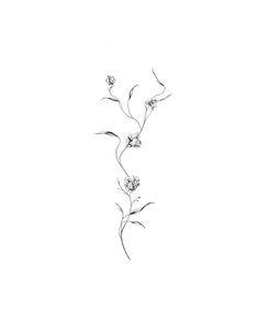 a black and white drawing of flowers on a white background, with one single flower in the foreground