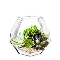 succulents are arranged in an octagonal glass vase