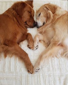 two brown dogs laying on top of a bed next to each other with their eyes closed