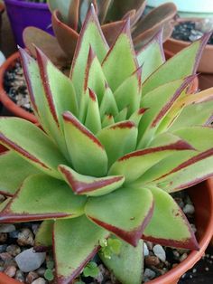 a green and red plant sitting in a pot on top of some gravel next to other plants