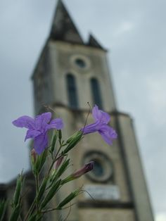 purple flowers in front of an old church