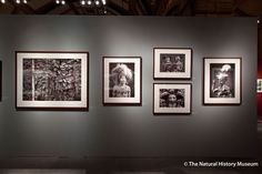 an art gallery with black and white pictures on the wall