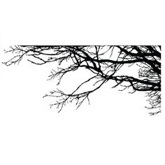 black and white photograph of tree branches with no leaves on them, against a white background