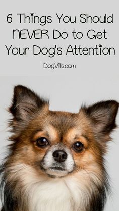 a small dog with the words 6 things you should never do to get your dog's attention