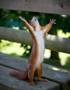 a squirrel is standing on its hind legs and reaching up to the sky with his hands