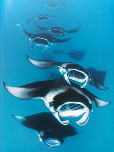 three black and white sea animals swimming in the blue water with their fins extended out