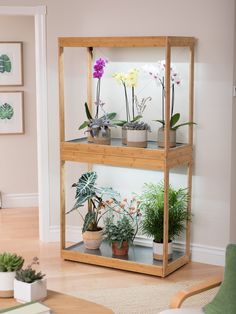 three wooden shelves filled with potted plants