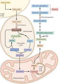 a diagram of the structure of an animal's body and how it functions in its life cycle