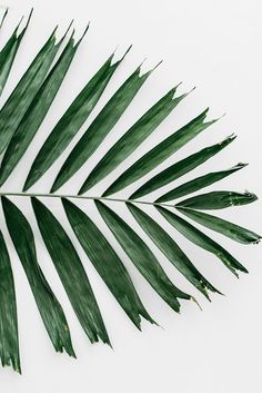 a palm leaf on a white background