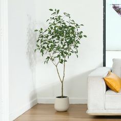 a white couch sitting next to a small tree in a living room