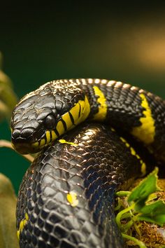 a black and yellow snake is curled up on top of a branch with green leaves