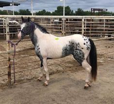 a black and white horse standing next to a fence