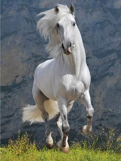 a white horse is running in the grass