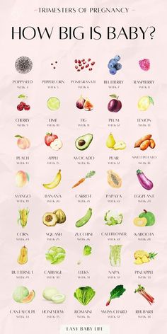 Planning on getting pregnant, or maybe already a pregnant new mom? Learn all about pregnancy week by week and see baby size by week during all three trimesters of pregnancy with this pregnancy chart! Through each of the pregnancy stages, check how big baby is and the baby weeks in fruit size! Bookmark for pregnancy tips and facts for all pregnancy months. First pregnancy advice for early pregnancy until birth. Pregnancy Tips For New Moms, Pregnancy Fruit, Baby Size By Week, 9 Weeks Pregnant, Pregnancy Chart, 11 Weeks Pregnant, 5 Weeks Pregnant