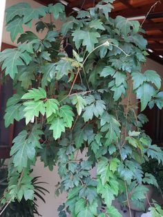 a tree with lots of green leaves hanging from it's branches in front of a building