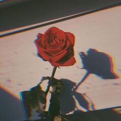 a single red rose sitting on top of a table