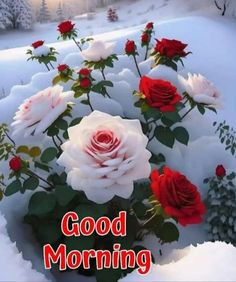 a bouquet of red and white roses sitting in the snow with words good morning on it