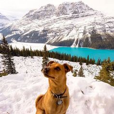 a brown dog sitting on top of a snow covered slope next to a lake and mountains