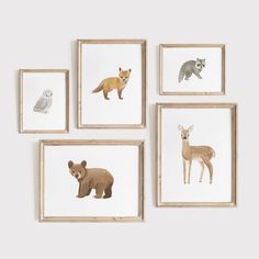 four framed animal prints on a wall