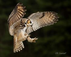 an owl flying through the air with its wings spread