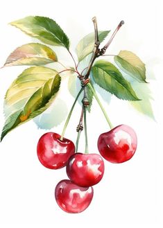 watercolor painting of cherries hanging from a branch with green leaves on white background