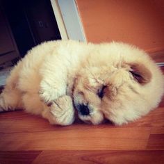 a fluffy dog laying on the floor next to a door