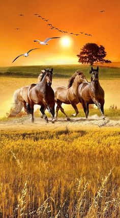 three horses running across a field with birds in the sky above them and an orange sunset behind them