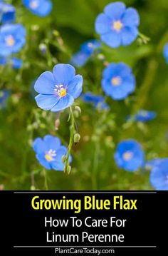 blue flowers with text growing blue flax how to care for linum perme