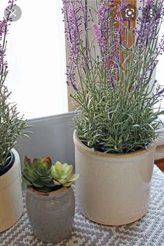 three potted plants sitting on top of a table