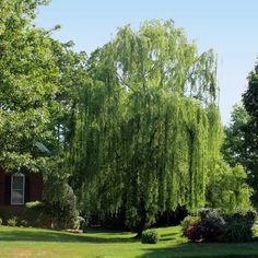 a large green tree sitting in the middle of a lush green field next to a house