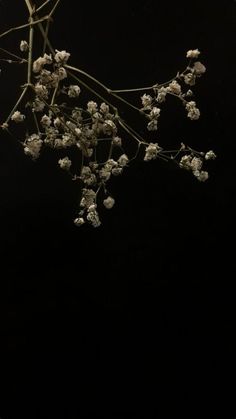 a branch with white flowers on it against a black background