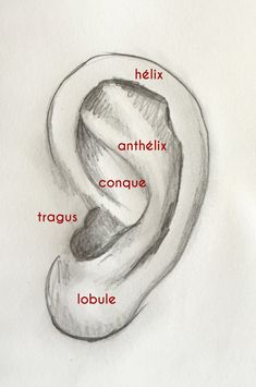 a drawing of an ear with the words in english and french on it, labeled