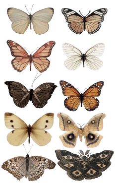 the different types of butterflies are shown in this image, and there is no image to describe