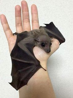 a hand holding a small bat with it's wings spread out and its eyes open