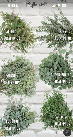 the different types of plants and their names