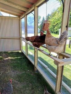 two chickens in a chicken coop with one pecking at the other