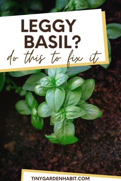 a plant with the words leggy basil? do this to fix it