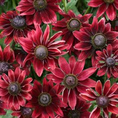 many red flowers with green leaves in the background