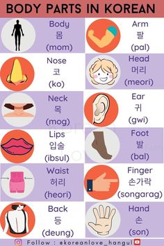 the body parts in korean and english are shown on this poster, with an image of different