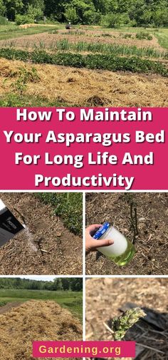 how to maintain your asparagus bed for long life and productivy - gardening org