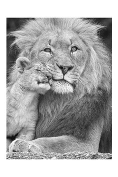 an adult lion and its baby laying down on the ground in front of a black and white background