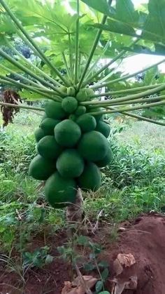 a bunch of green fruit hanging from a tree in the grass with dirt and trees behind it