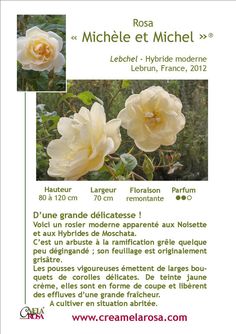 a flyer with two white roses in the middle and one yellow rose at the bottom